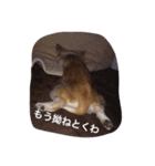 チワワのぴめちゃん（個別スタンプ：31）