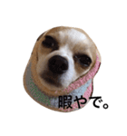 チワワのぴめちゃん（個別スタンプ：34）