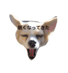 チワワのぴめちゃん（個別スタンプ：37）
