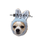 チワワのぴめちゃん（個別スタンプ：38）
