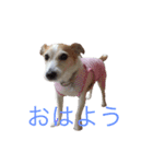 ジャックラッセルのマッシュさん（個別スタンプ：1）