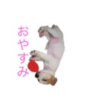 ジャックラッセルのマッシュさん（個別スタンプ：2）