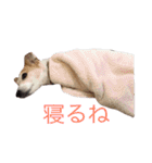 ジャックラッセルのマッシュさん（個別スタンプ：3）