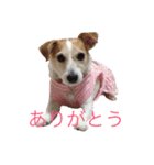 ジャックラッセルのマッシュさん（個別スタンプ：4）