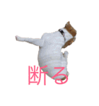 ジャックラッセルのマッシュさん（個別スタンプ：7）