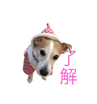 ジャックラッセルのマッシュさん（個別スタンプ：8）