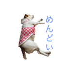 ジャックラッセルのマッシュさん（個別スタンプ：9）
