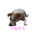 ジャックラッセルのマッシュさん（個別スタンプ：10）