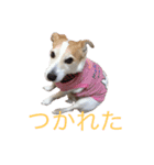 ジャックラッセルのマッシュさん（個別スタンプ：12）