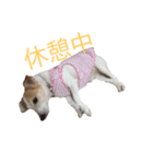 ジャックラッセルのマッシュさん（個別スタンプ：13）