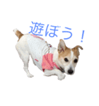 ジャックラッセルのマッシュさん（個別スタンプ：14）