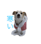 ジャックラッセルのマッシュさん（個別スタンプ：31）