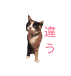 ジャックラッセルのマッシュさん（個別スタンプ：32）