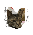 愉快な猫ちゃんず（個別スタンプ：1）