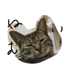 愉快な猫ちゃんず（個別スタンプ：2）