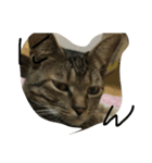 愉快な猫ちゃんず（個別スタンプ：3）