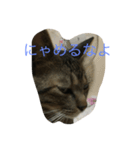 愉快な猫ちゃんず（個別スタンプ：4）