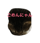 愉快な猫ちゃんず（個別スタンプ：5）