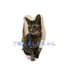 愉快な猫ちゃんず（個別スタンプ：6）