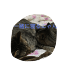 愉快な猫ちゃんず（個別スタンプ：7）