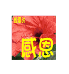 Flower language by Hu and Lu（個別スタンプ：4）