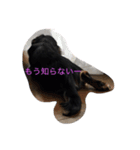 ダックスブラック＆クリームくんの日常です（個別スタンプ：2）