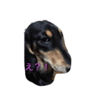 ダックスブラック＆クリームくんの日常です（個別スタンプ：3）