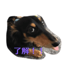 ダックスブラック＆クリームくんの日常です（個別スタンプ：6）