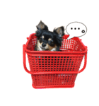 チワラニアン★もこ（個別スタンプ：4）