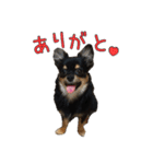 チワラニアン★もこ（個別スタンプ：5）