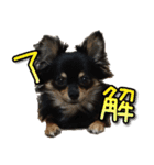 チワラニアン★もこ（個別スタンプ：8）