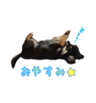 チワラニアン★もこ（個別スタンプ：16）