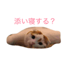 かつどんの日常1（個別スタンプ：1）