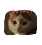 かつどんの日常1（個別スタンプ：2）