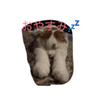 かつどんの日常1（個別スタンプ：4）