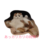 かつどんの日常1（個別スタンプ：5）