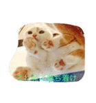 かつどんの日常1（個別スタンプ：8）