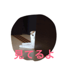 かつどんの日常1（個別スタンプ：9）
