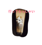 かつどんの日常1（個別スタンプ：10）