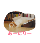 かつどんの日常1（個別スタンプ：11）