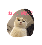 かつどんの日常1（個別スタンプ：12）