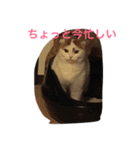 かつどんの日常1（個別スタンプ：13）
