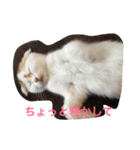かつどんの日常1（個別スタンプ：15）