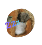 おもちくんたち（個別スタンプ：2）