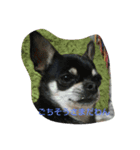 ニコの日常用語（個別スタンプ：5）