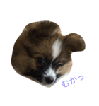 パピヨンの七変化（個別スタンプ：1）