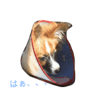 パピヨンの七変化（個別スタンプ：12）
