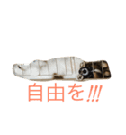パピヨンの七変化（個別スタンプ：13）