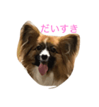 パピヨンの七変化（個別スタンプ：14）