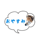 Doggy Jr 2（個別スタンプ：2）